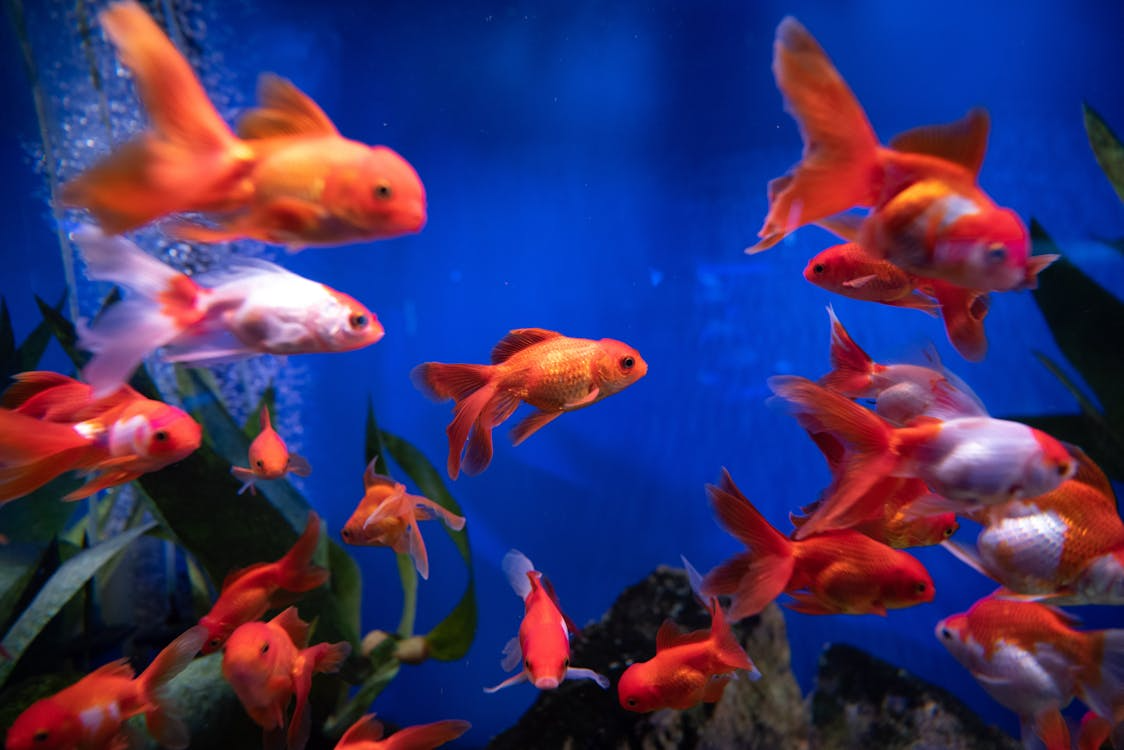 How The Right Water Quality Ensures Healthy Home Aquariums